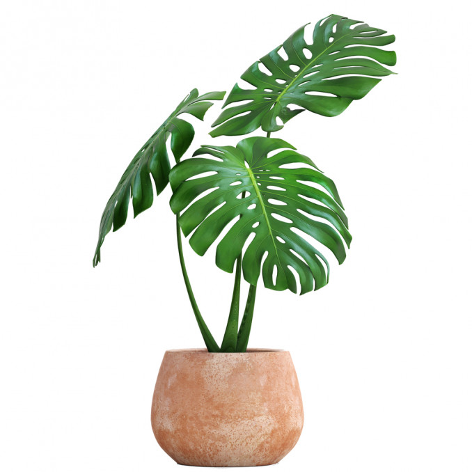 Monstera